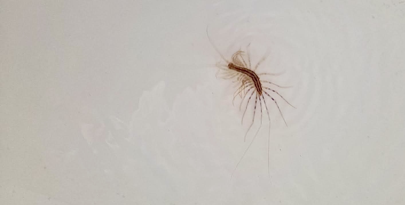 House centipede on a pale wall in a Puglian garden, symbol for using AI alone and the IKEA effect