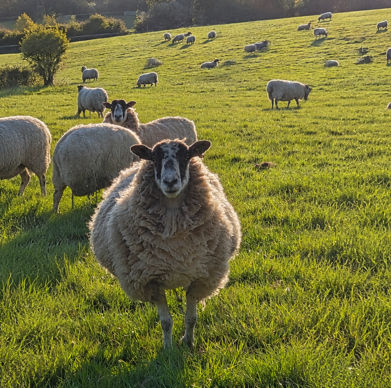 A flock of sheep in a field, standing in for the shared bias a well-curated team is built to catch