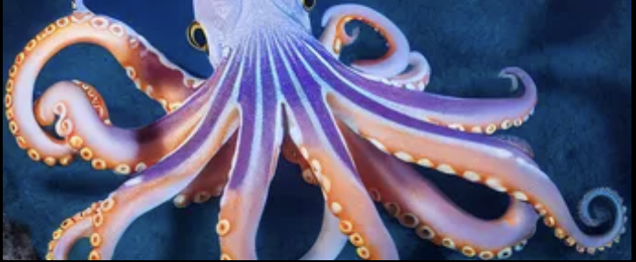 An octopus in deep blue water with its eight arms extended and curling in different directions, suckers visible along each one.