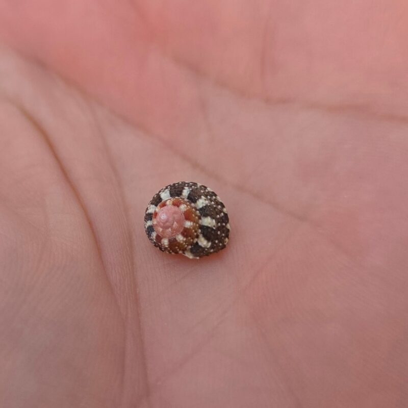 A tiny patterned sea snail shell resting in the palm of an open hand