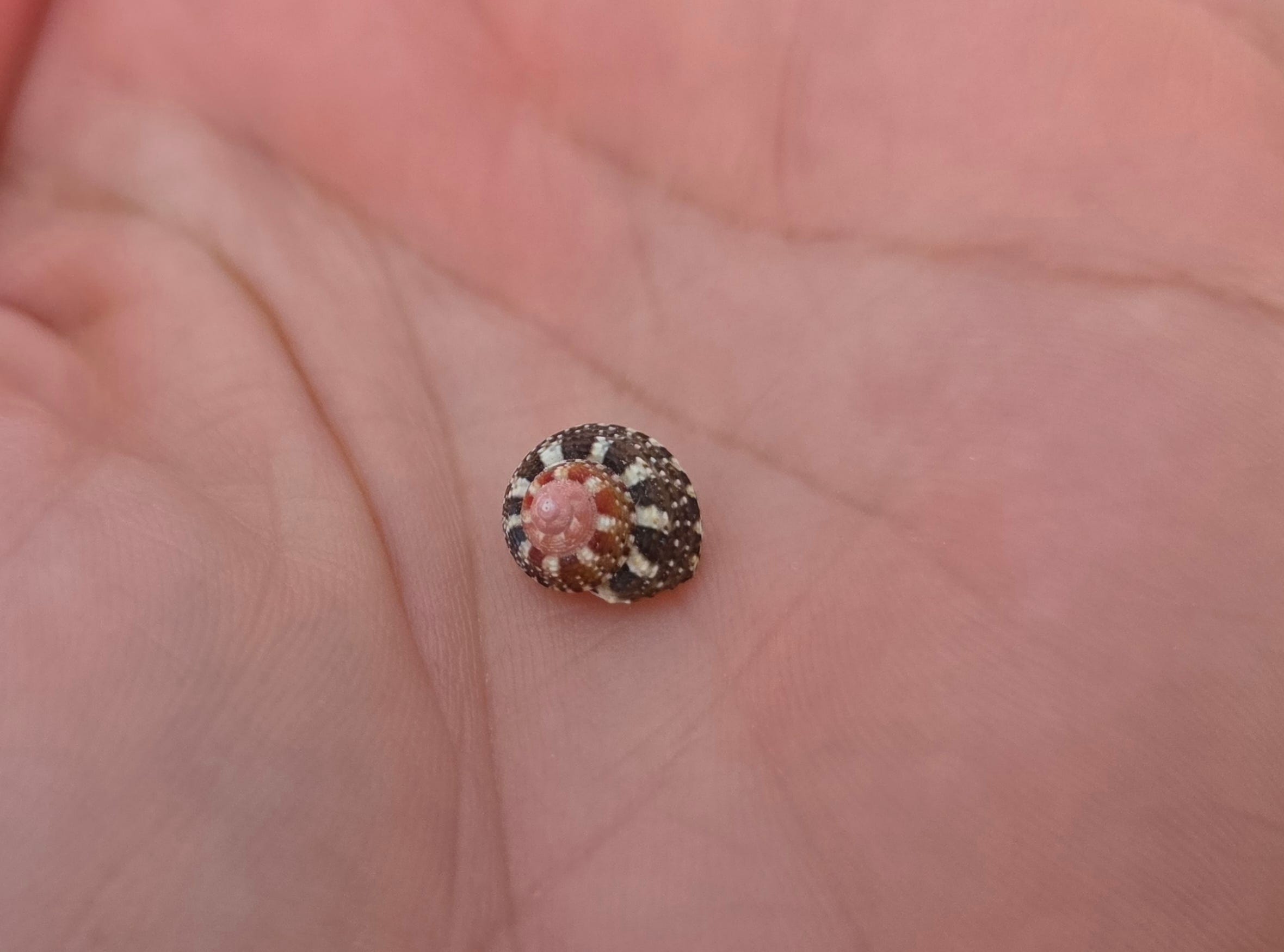 A tiny patterned sea snail shell resting in the palm of an open hand